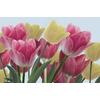 3D Colorful Tulips wallpaper design Digital file